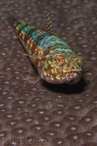 Lizardfish Basking by Tony Cherbas 